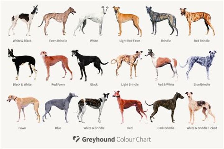 How many locations does Greyhound have?