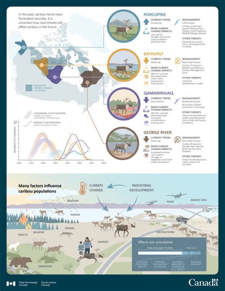 How many miles per year do the Porcupine caribou migrate?