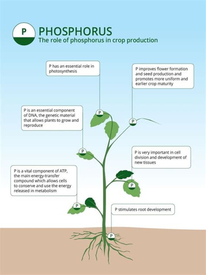 How many moles are in 2.3 g of phosphorus Your answer should have two significant figures?