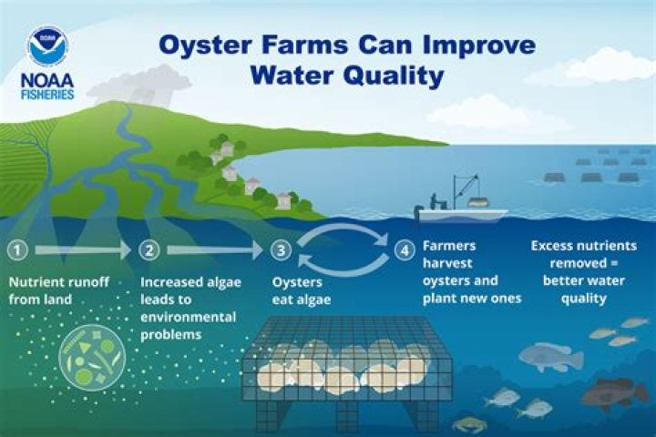 How many oysters come in a half bushel?