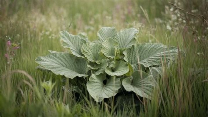 How many plantain can I plant per acre?