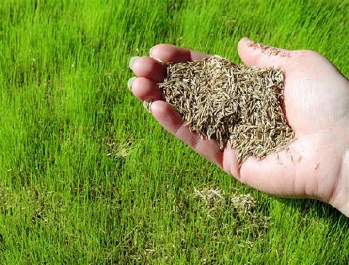 How many pounds of grass seed do you need to overseed an acre?