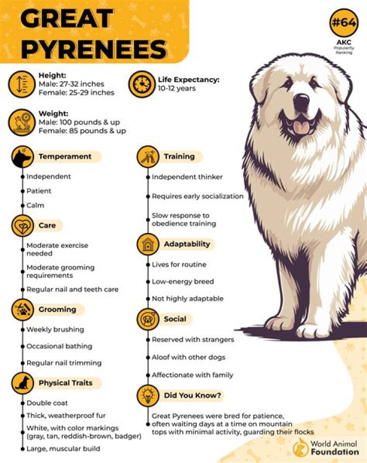 How many puppies do Great Pyrenees usually have?
