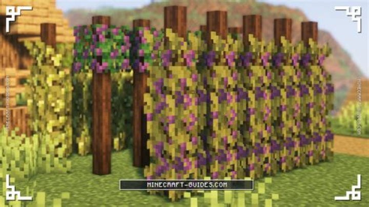 How many vine patches can you find in this Vinery Osrs?