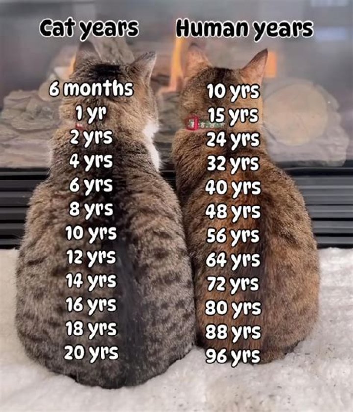 How many years is a CPA course?
