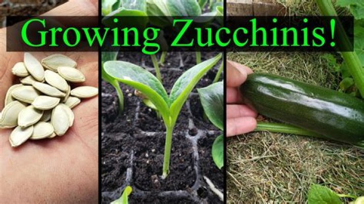 How many zucchinis is 2 cups grated 2?