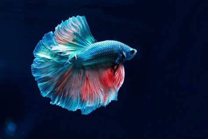 How much do Battlefish make?