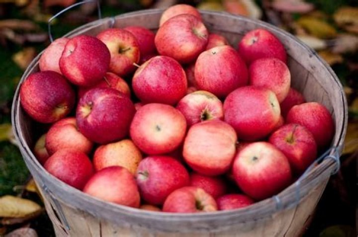 How much does a bushel of apples weigh?