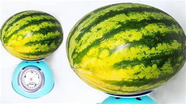 How much does a mini watermelon weigh?