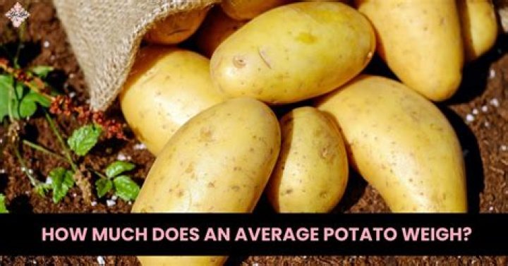 How much does an average person weigh in Newtons?