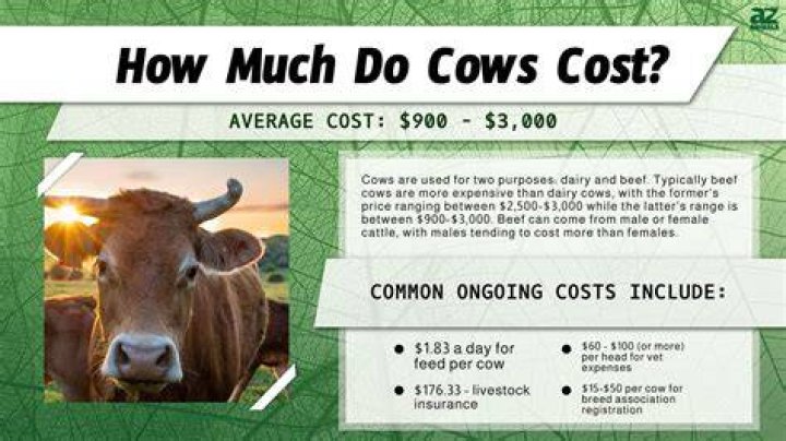 How much does Ecowarm cost?