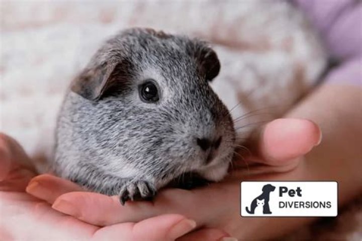 How much does it cost for a guinea pig vet visit?