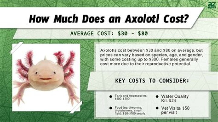 How much does it cost to get Rhino lining?