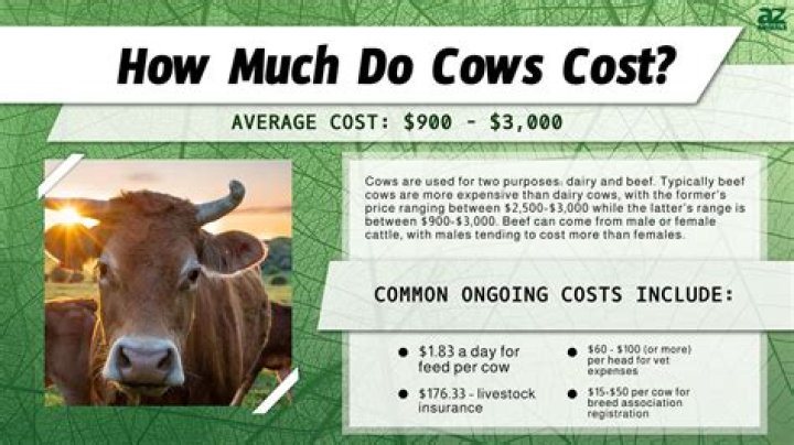 How much does the Chicken Ranch cost?