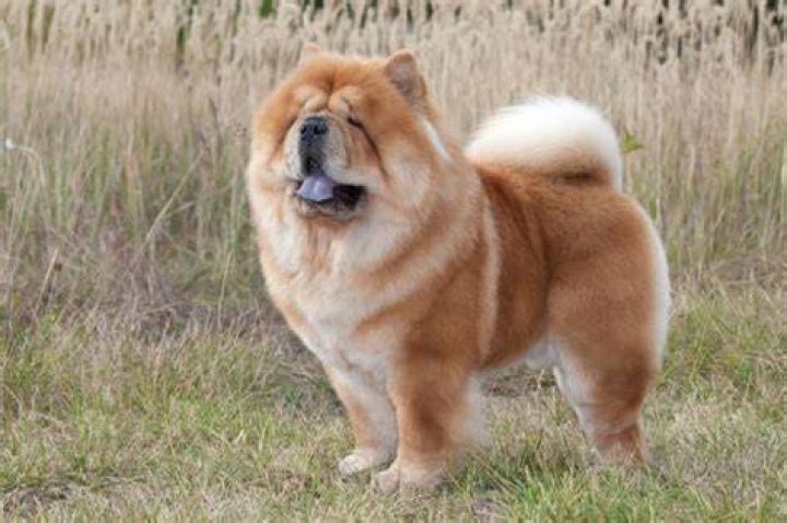 How much is a chow chow dog worth?