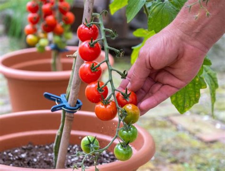 How much is a pound of cherry tomatoes?