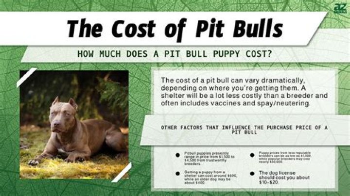 How much is the Hulk Pitbull worth?
