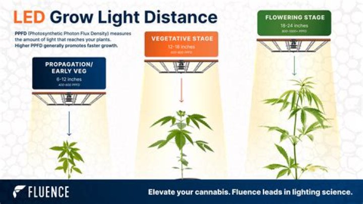 How much light do I need in my grow room?
