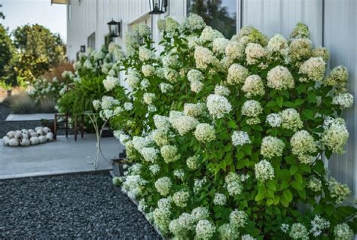 How much sun does quick fire hydrangea need?