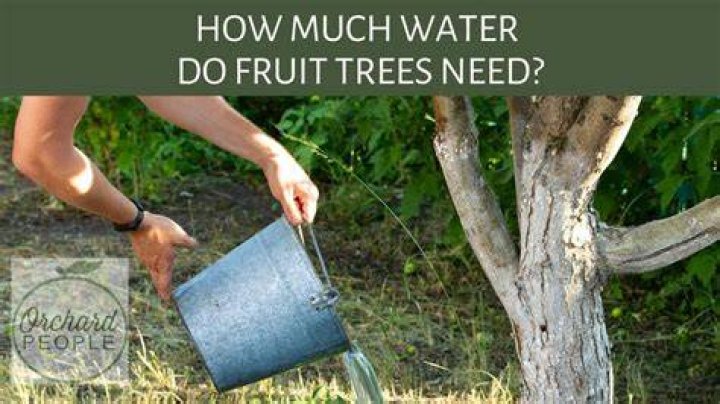 How much water does a white birch tree need?