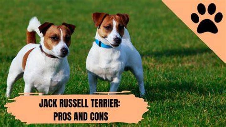 How often do Jack Russells come in season?