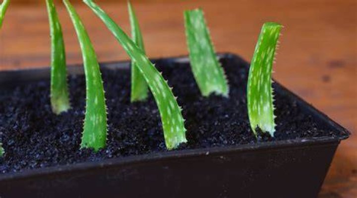 How quickly do aloe plants grow?