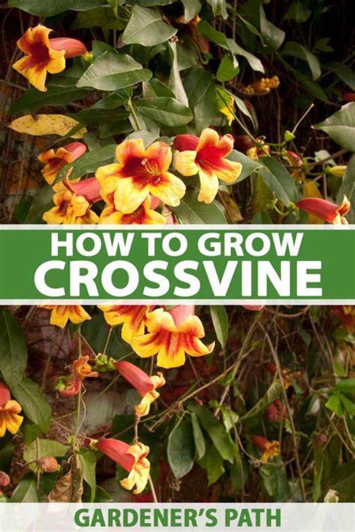 How quickly does crossvine grow?