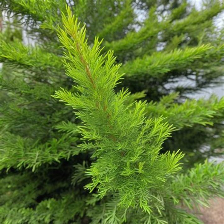How tall does lemon cypress grow?