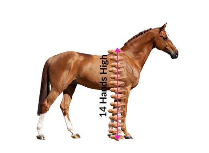 how tall is 14 hands on a horse?