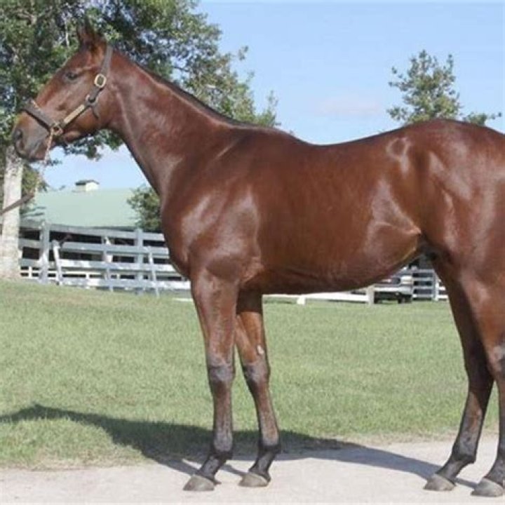 How tall is American Pharoah?