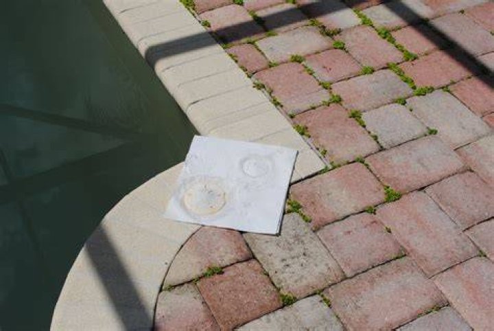 how to bleach sand dollars?