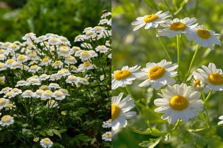 How would you describe a daisy flower?