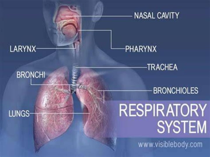 In what area of the lungs does respiration occur