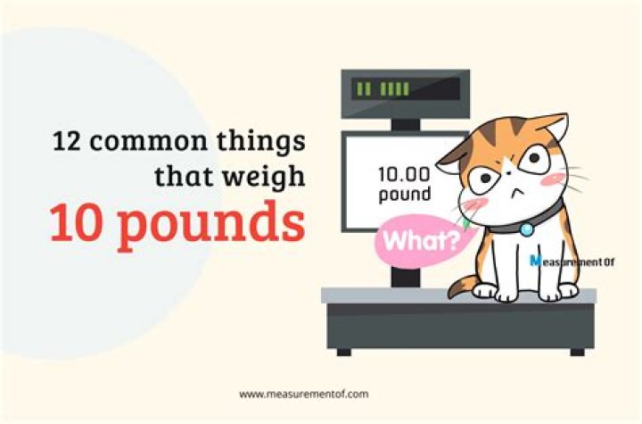 Is 13 pounds heavy for a cat?
