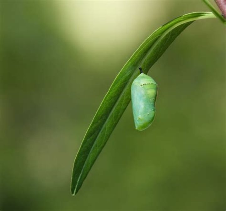 Is a chrysalis and cocoon the same thing?