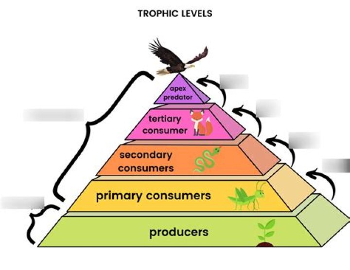 Is a fox a third level consumer?
