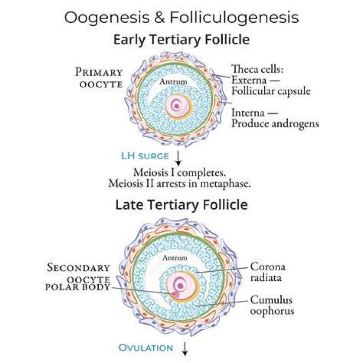 Is a graafian follicle a tertiary follicle?