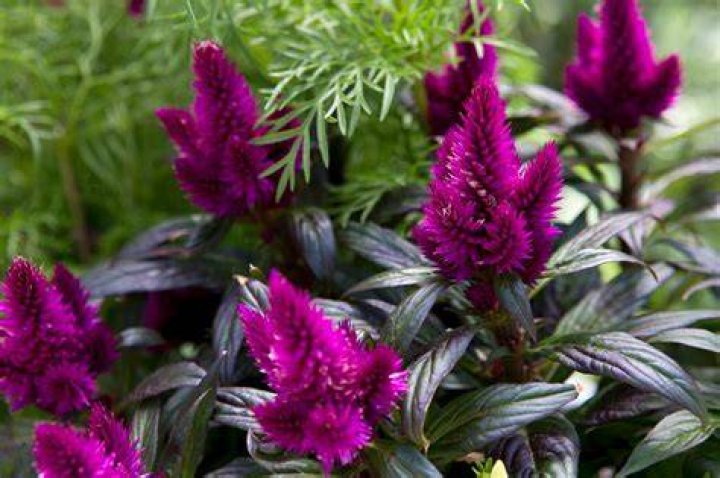 Is a kalanchoe an annual or perennial?