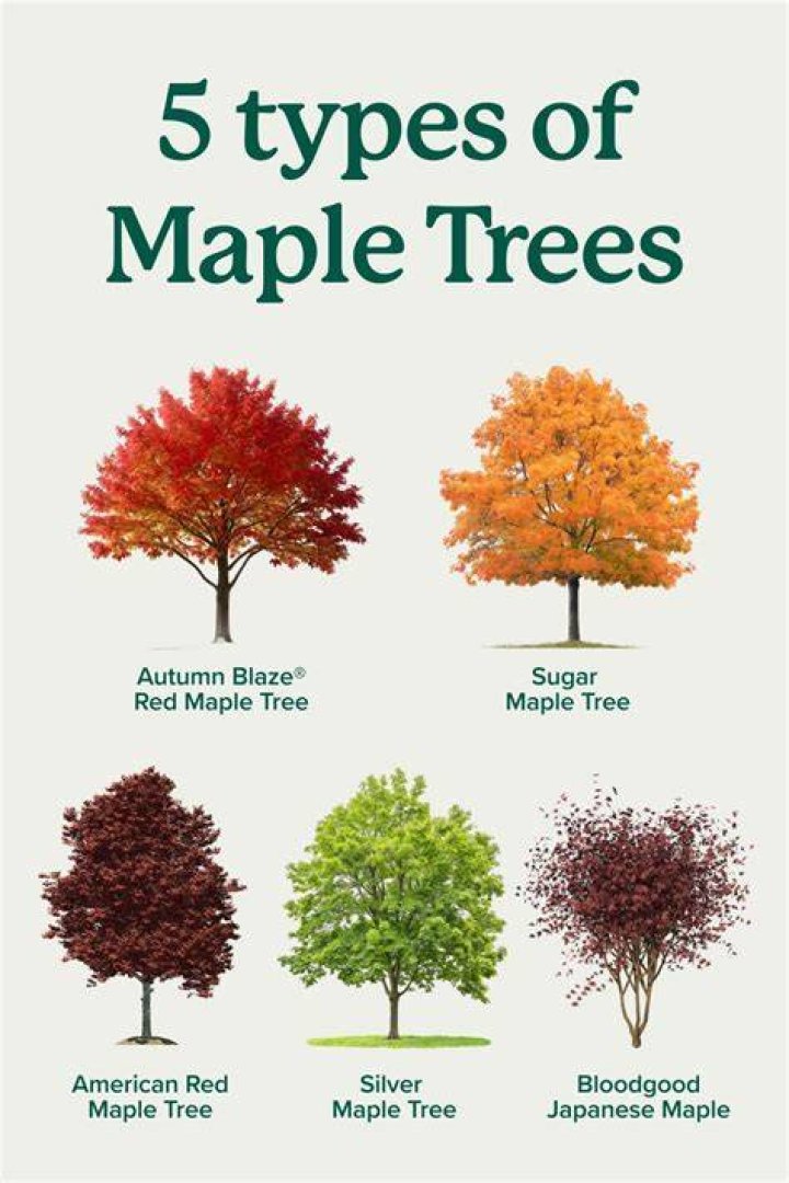Is a maple tree an evergreen?