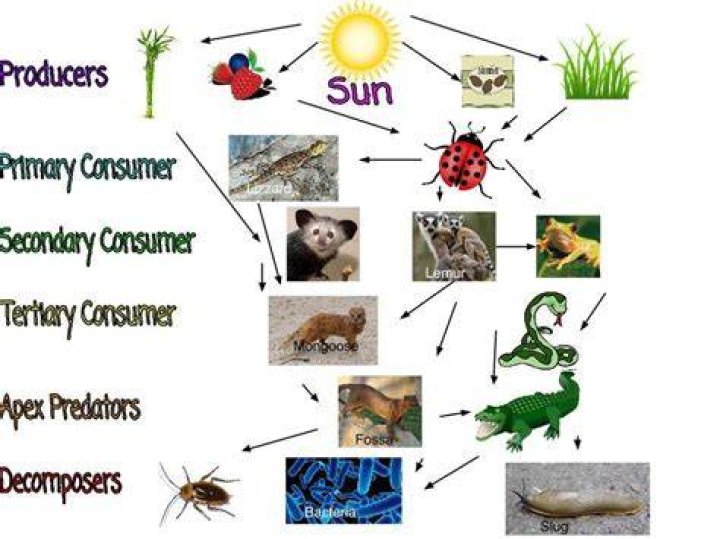 Is a Mouse a primary or secondary consumer?