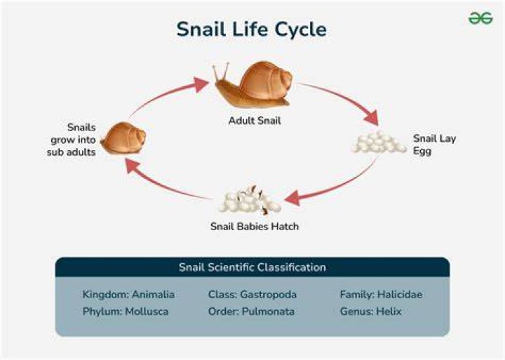 Is a pond snail a consumer?