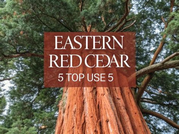 Is aromatic cedar good for outdoor use?