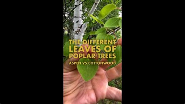 Is aspen and poplar the same?