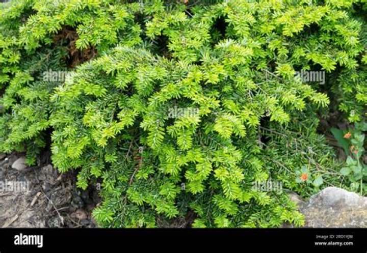 Is Aubretia an evergreen?