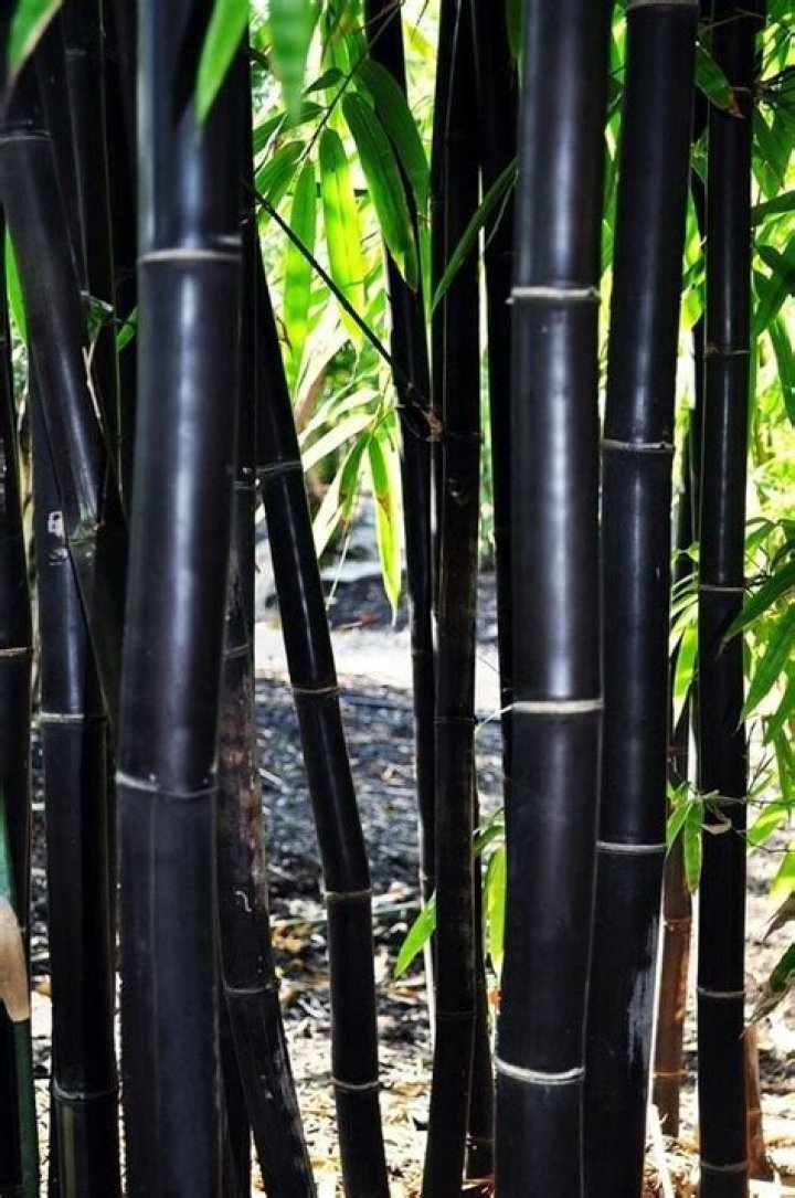 Is Black Bamboo rare?