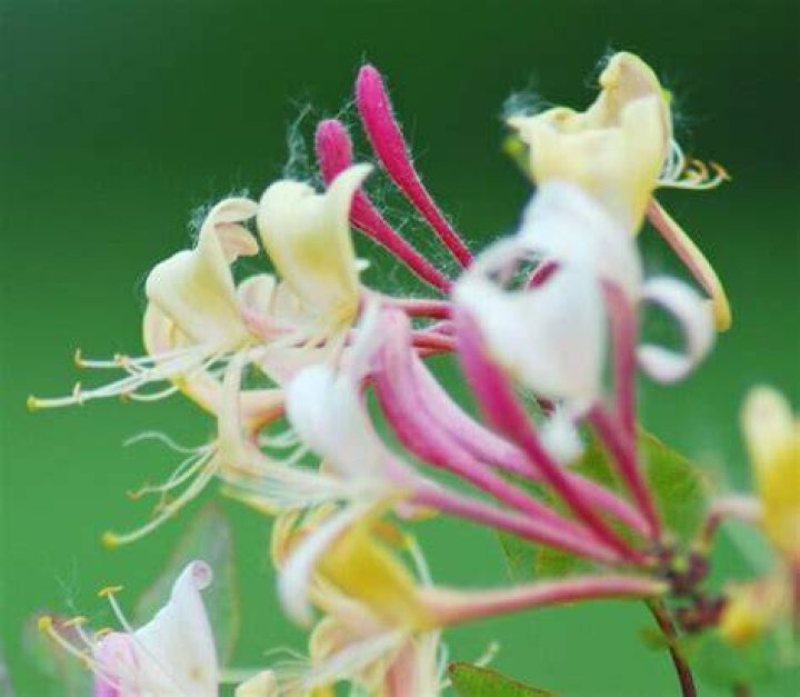 Is Cape honeysuckle poisonous to dogs?