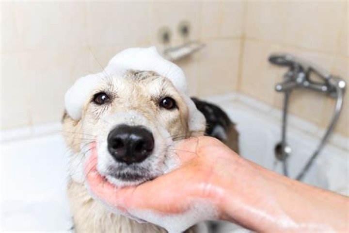 Is chlorhexidine gluconate safe for dogs?