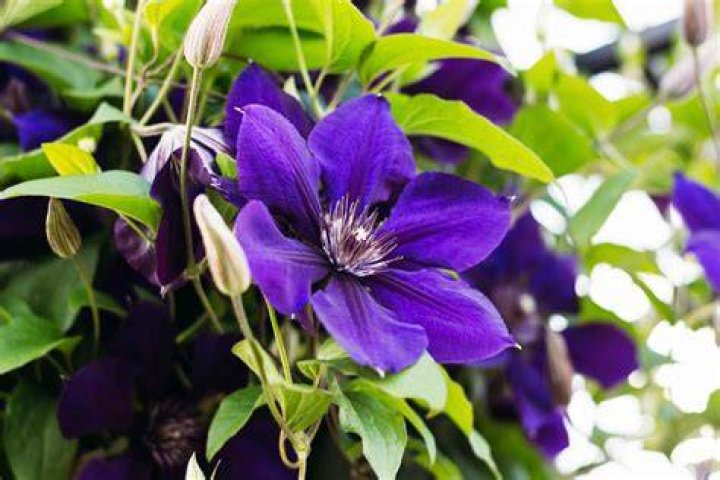 Is Clematis poisonous to chickens?