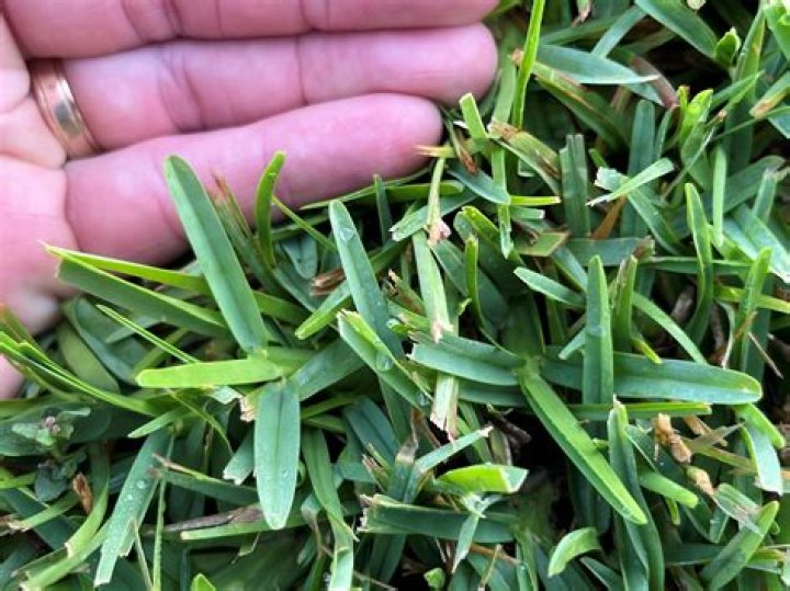Is Clover bad for St Augustine grass?