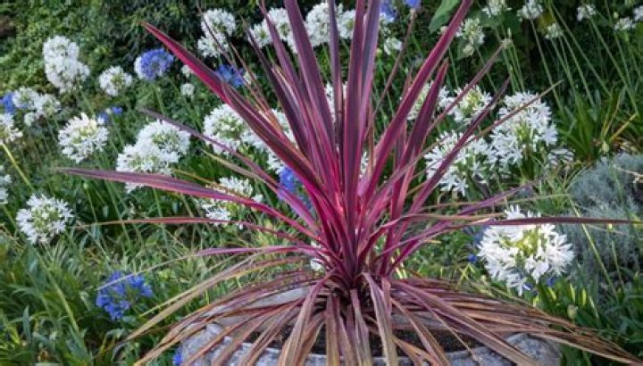 Is Cordyline plant deer resistant?